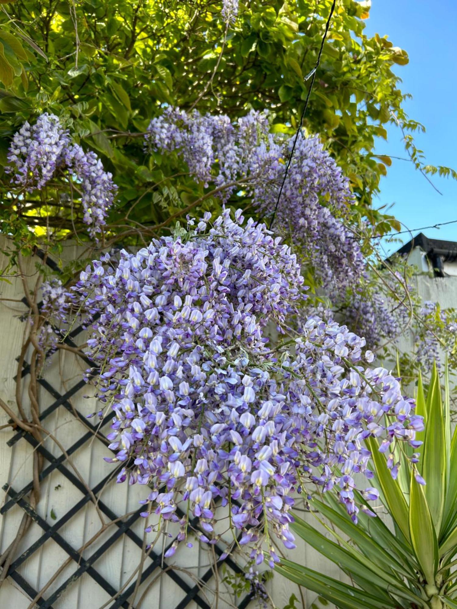 Sea Song Cottage Broadstairs Exterior foto